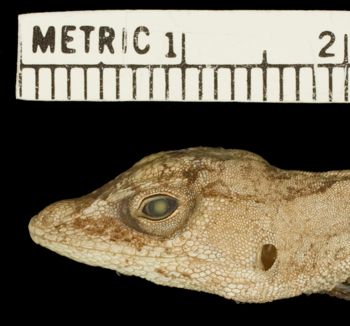 Media type: image; Herpetology R-98287